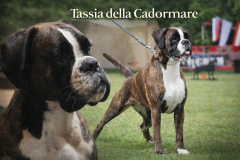 Tassia-Collage