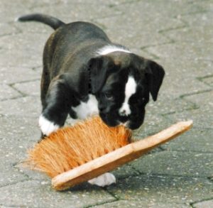 Boxerwelpe mit Handfeger