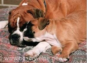 Boxerhündin mit einem Welpen