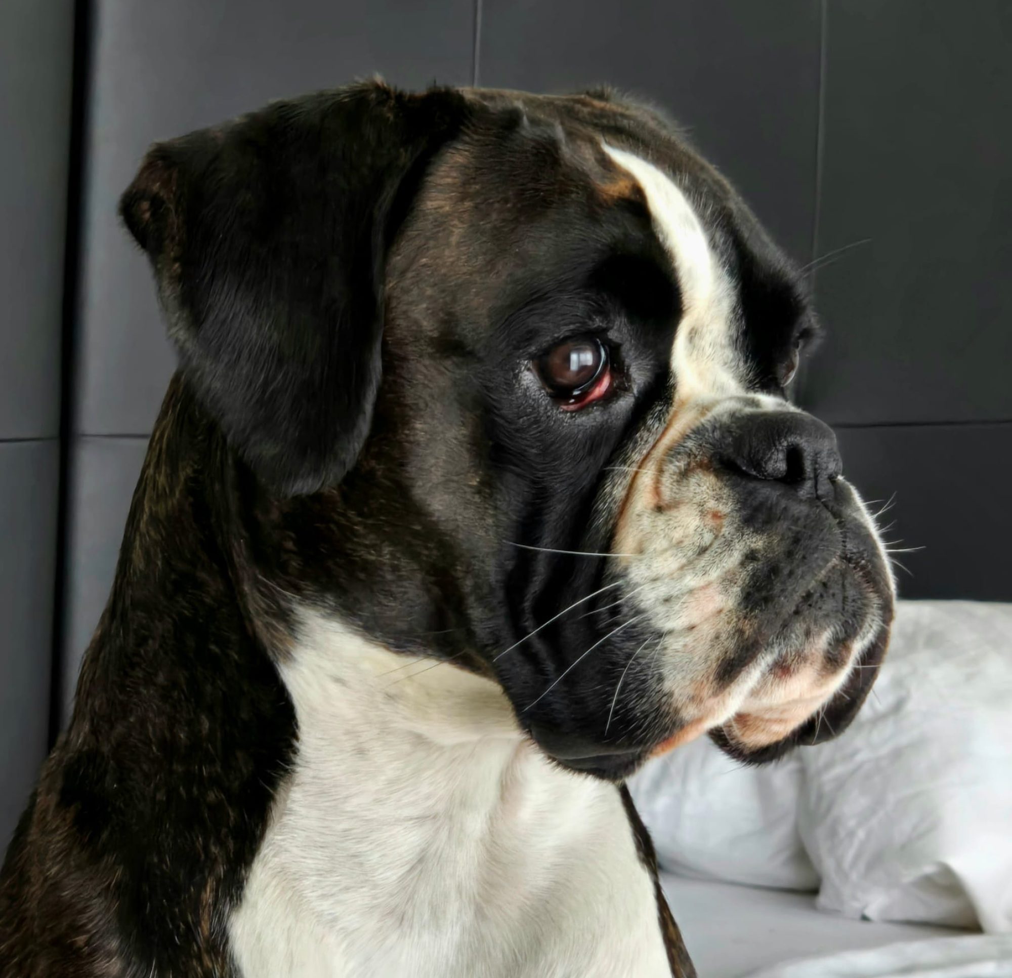 von den Busch Boxer - Boxerwelpen seit 1995