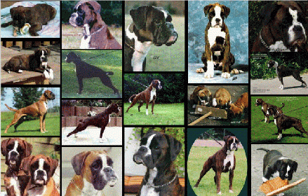 Bildcollage von den Busch Boxer